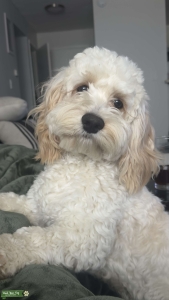 White/Caramel F1 Cockapoo  Listing Image