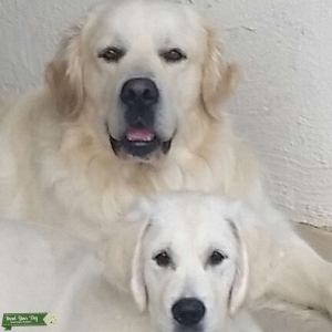 English cream golden retriever  Listing Image