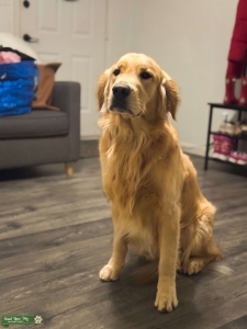 Desmo – 3yo Natural-Reared Golden Retriever Stud Listing Image