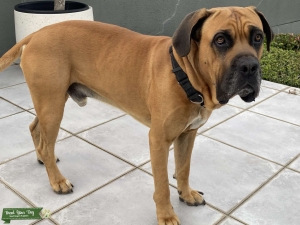 Neapolitan Mastiff  Listing Image