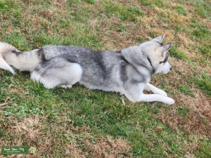 Siberian husky stud Listing Image