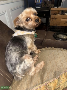 Yorkshire Terrier Stud Listing Image