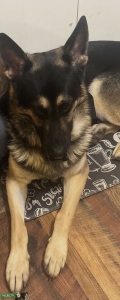 German Shephard stud  Listing Image
