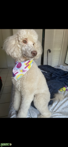 Rare Cream Standard Poodle Needs Stud Listing Image