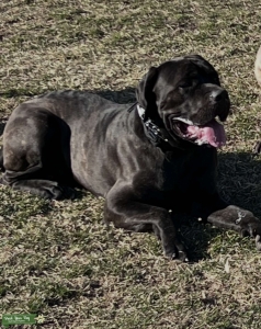 2yr old Cane Corso Listing Image