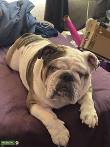 Looking to breed ONCE Listing Image