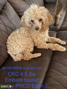 Toy Poodle Stud Listing Image