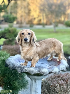 English, sable, clear cream long hair mini dachshunds  Listing Image