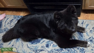 Looking to stud American akita x Japanese cross  Listing Image