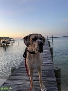 Great Dane Listing Image