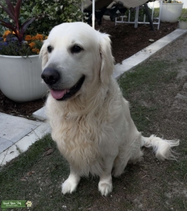 Golden Retriever, Cream Listing Image