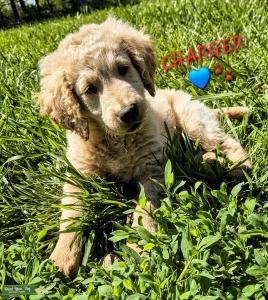 Stella's last litter Listing Image
