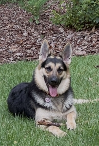 AKC Registered GSD Listing Image