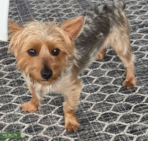 Pedigree Yorkie with Playful Personality  Listing Image