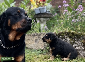 Rottweiler stud Listing Image