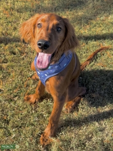 Young Irish Setter Stud Listing Image