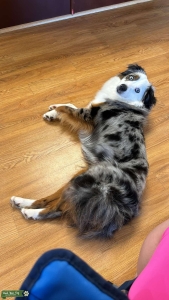 Merle australian shepherd Listing Image