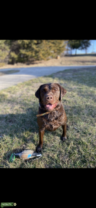 Labrador retriever (hunting bloodline) Listing Image