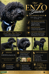 Meet your perfect stud!  Listing Image