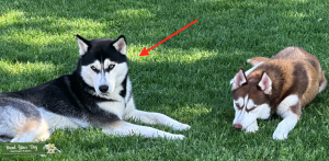 Siberian Husky Listing Image