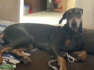 AKC Blue Female  Listing Image