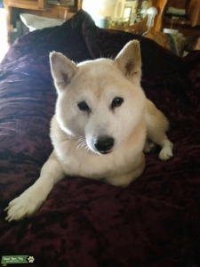 Male Shiba Inu seeking female Shiba or open to a nice mix Listing Image
