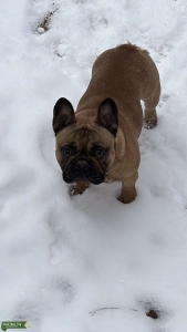 AKC Registered French Bulldog Stud Listing Image