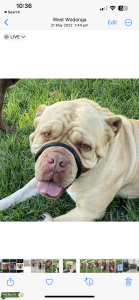 Gorgeous female dogue Listing Image