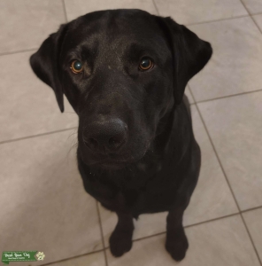 Labrador Retriever Stud Listing Image