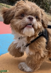 2-Year-Old Full-Blooded Male Shih Tzu Stud Available Listing Image