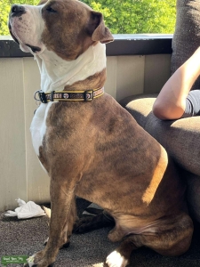 Caramel pit mix Listing Image