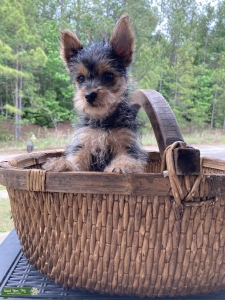 Yorkie AKC puppy  Listing Image