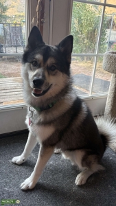 Pomsky Stud Listing Image