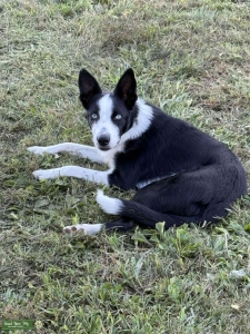 ABCA Short Hair Border Collie Listing Image