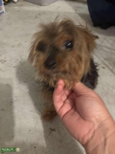 Tea cup Yorkie for stud Listing Image