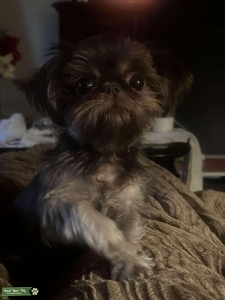Shih Tzu  Listing Image