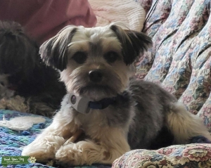 Stud Dog Listing Image