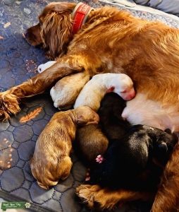 Adorable Cocker Spaniel Puppies! Listing Image