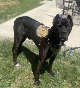 3 Year Old Pure Bred Dark Brown and Black Cane Corso Listing Image