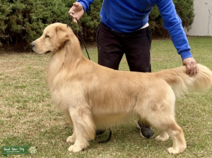 Stunning Brazil Import Show Dog Listing Image