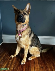 Purebred Female German Shepherd Looking For A Stud Listing Image