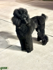 Cash! Proven Standard Poodle Stud Listing Image