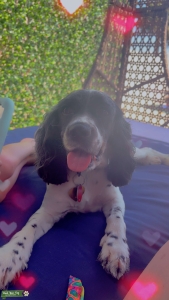 Cocker Spaniel Listing Image