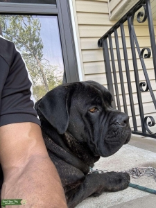 Cane Corso Stud Listing Image