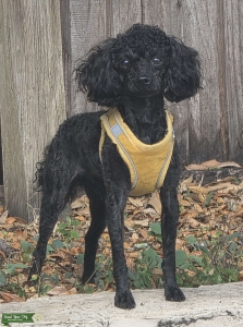 AKC Russian Black Toy Poodle Listing Image