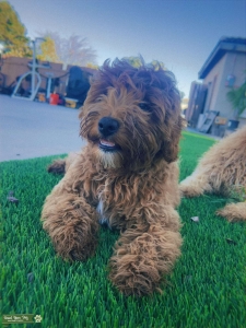 Brown Curly Mini Goldendoodle Stud Listing Image
