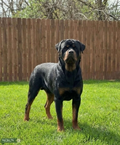 Akc registered male stud  Listing Image