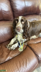 English Springer Spaniel Dryland Urban Mushing Listing Image