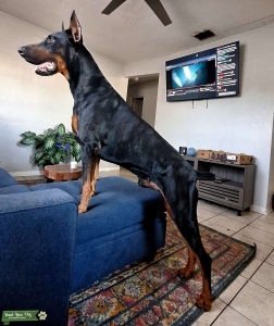 Pure European Doberman stud Listing Image