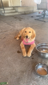 AKC Golden retriever  Listing Image